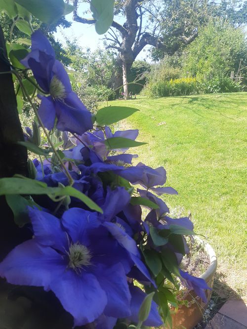 Clématite bleue en fleur dans le jardin