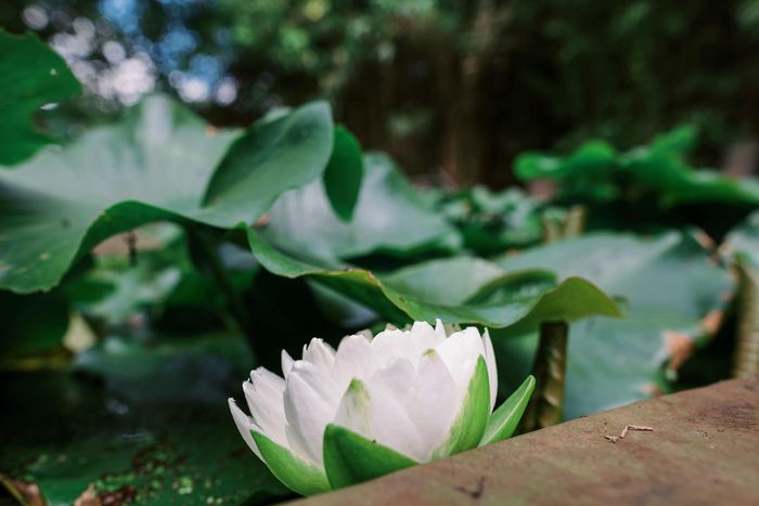 Nénuphar blanc en fleur sur le plan d'eau