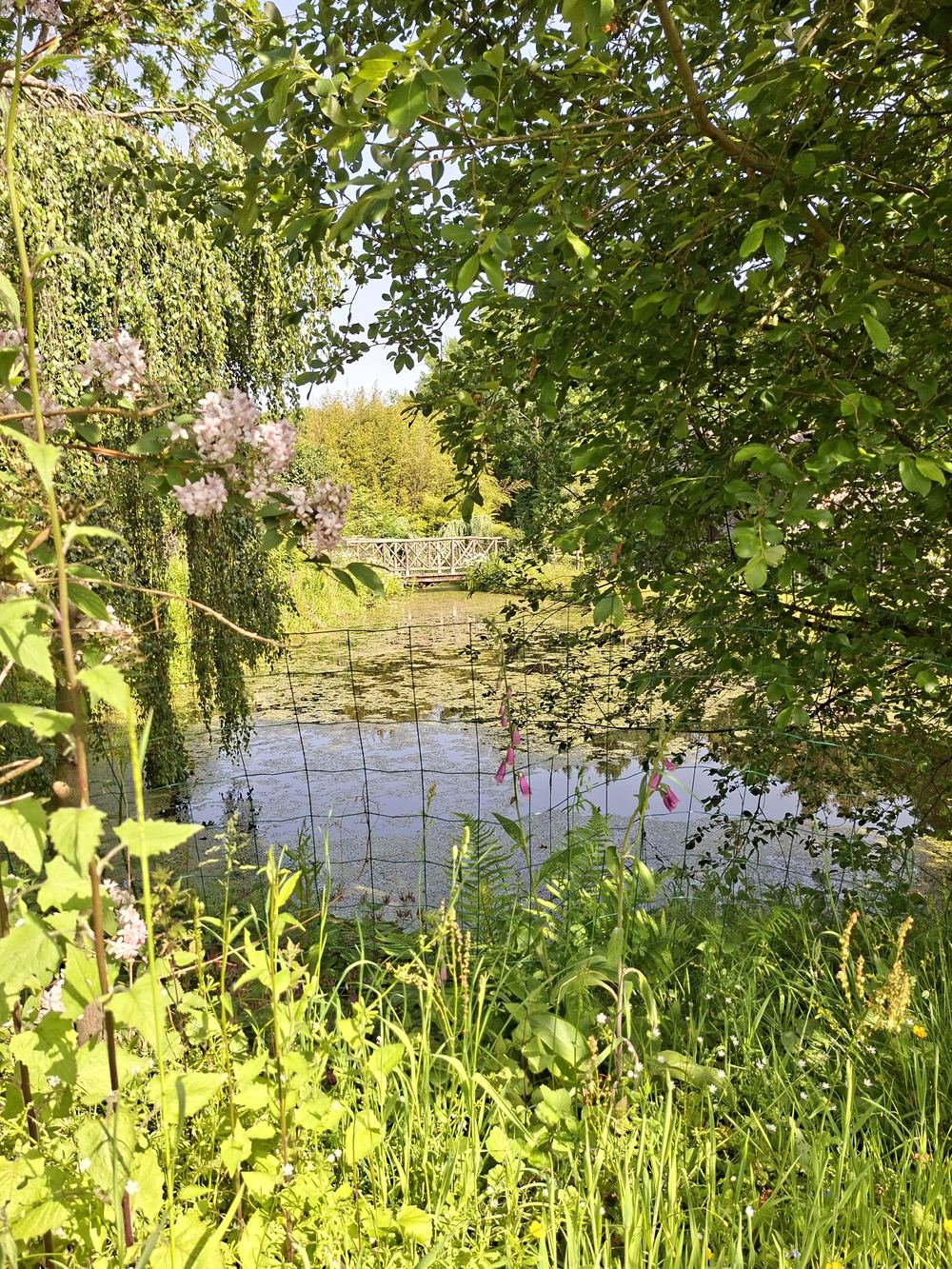 Le plan d'eau de la propriété, bordé de marguerites, avec vue sur la chaumière