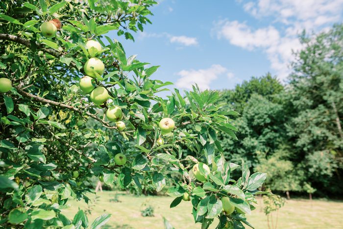 Pommes vertes sur une branche du verger