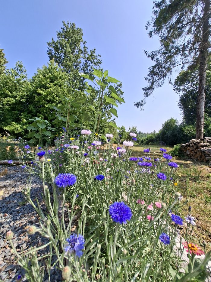 Prairie fleurie de la propriété, avec le bois de chauffage